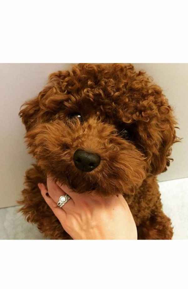 Anillo de compromiso