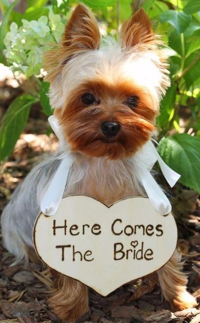 Mascota en la boda