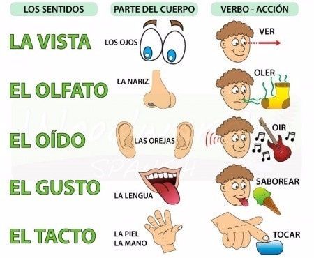 Cinco sentidos