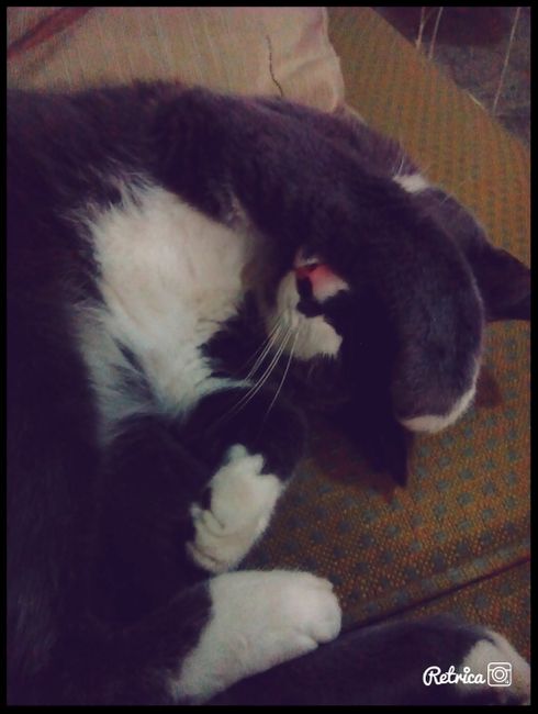 Tu mascota parte de ese dia especial - 1