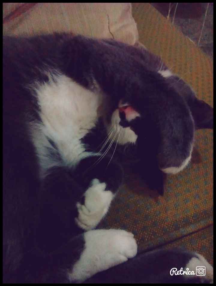 Tu mascota parte de ese dia especial - 1