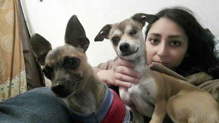 ¿dejarán alguna mascota con sus papás cuando se casen? - 1