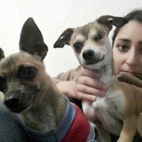 ¿dejarán alguna mascota con sus papás cuando se casen? - 1