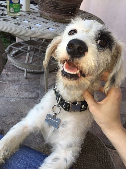 Hermoso regalo...mi peludo fiel!! - 1