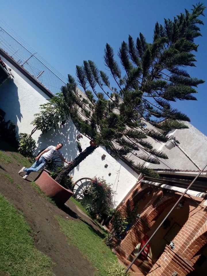 el arbol que tendra la super media luna para el back-drop