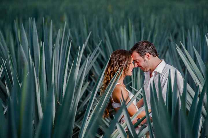 puuff lo que es el agave y los campos de vinicolas los amo