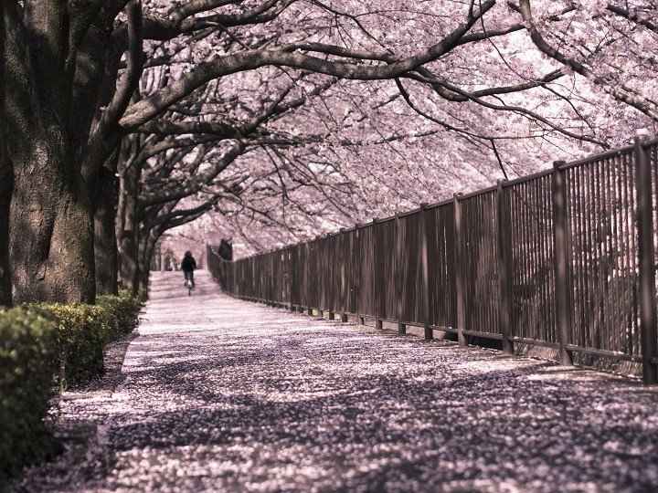 JAPÓN – TOKIO – CEREZOS EN FLOR