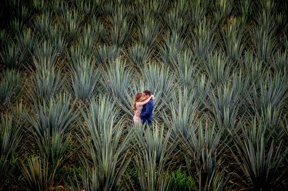 y sus agaves que son hermosos