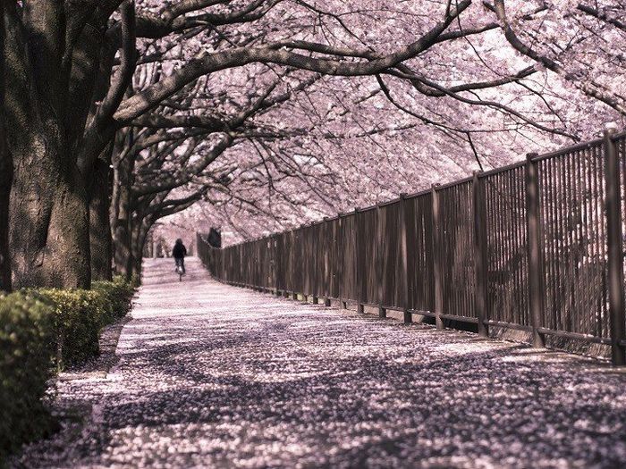 JAPÓN – TOKIO – CEREZOS EN FLOR