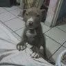Nestor