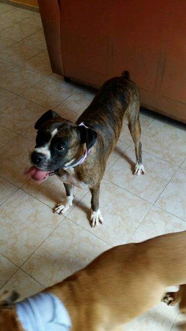 Tiempo de presumir a sus amigos peludos, quien tiene mascotas :d!! - 1