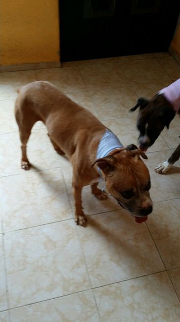 Tiempo de presumir a sus amigos peludos, quien tiene mascotas :d!! - 2