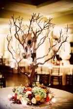 Manzanita tree 
