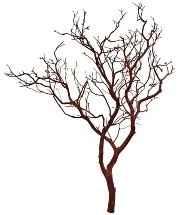 Manzanita tree