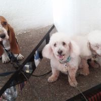 Mascotas en común - 1