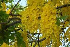 Combinación natural