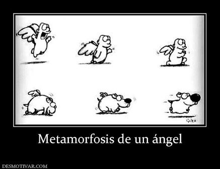 Mascotas en la boda! - 1
