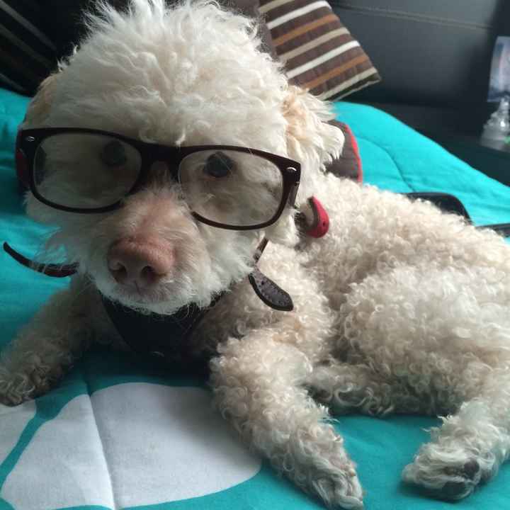 Presenten mascotas.... - 1