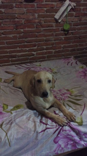 Hermoso regalo...mi peludo fiel!! - 1