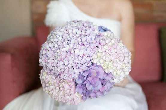 conhortensias