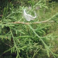 ¿Te quedó tu anillo a la primera? - 1