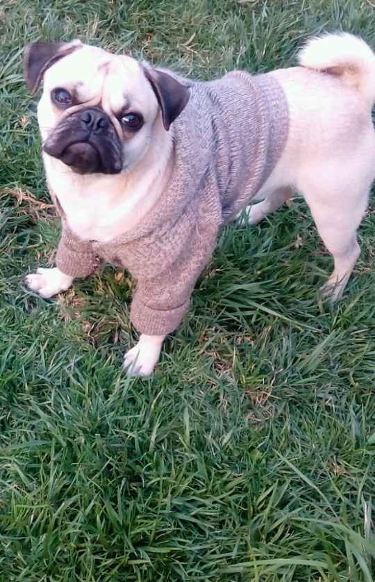  Perrihijos 😍🐶 - 1