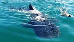 luna de miel en Holbox!!!