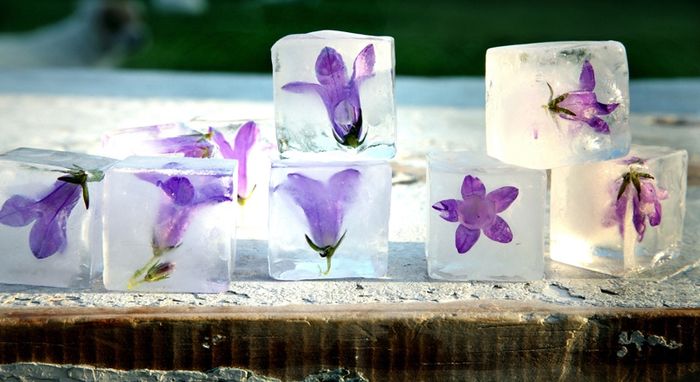 Flores en hielo6