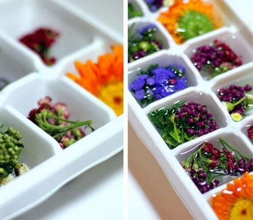 Flores en hielo7