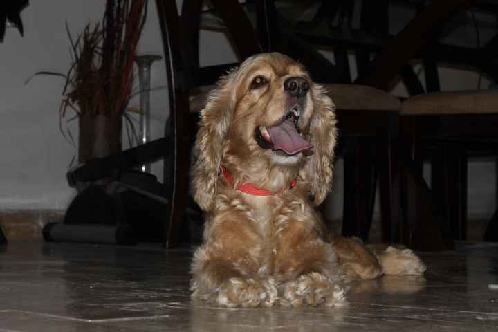 Mi princesa
