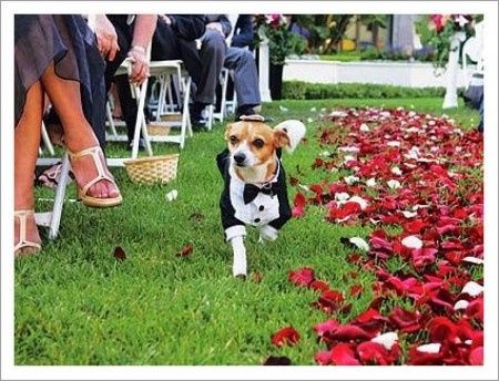 mi mascota en la boda