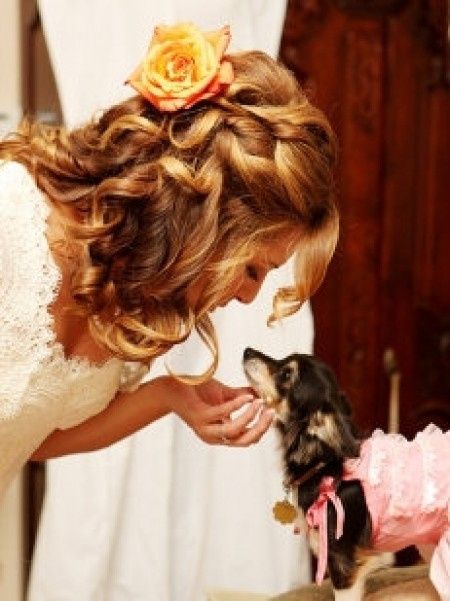 mi perro en mi boda