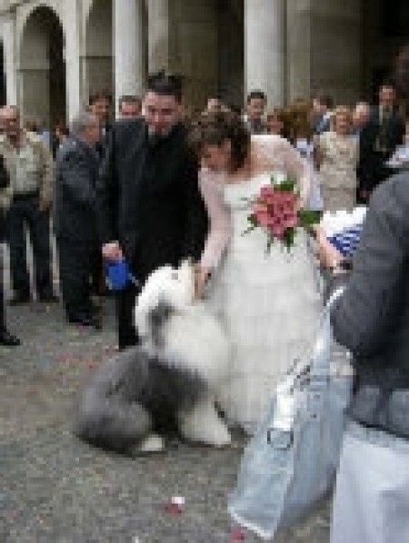 Tu mascota en la boda
