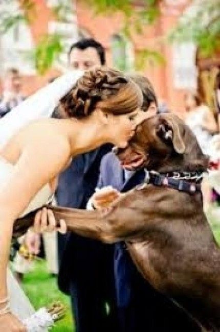 mi mascota en la boda
