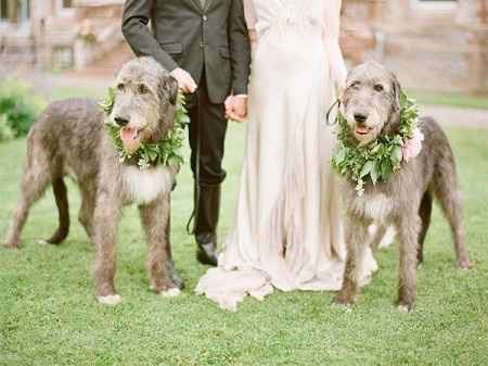 mi mascota en la boda