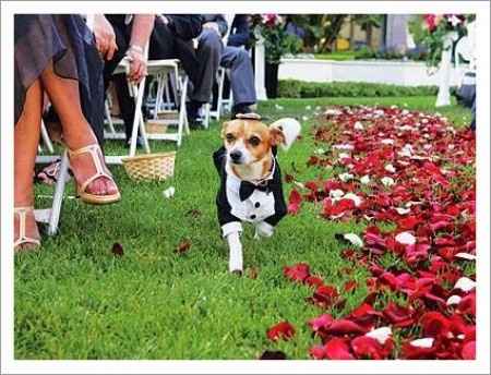 mi mascota en la boda
