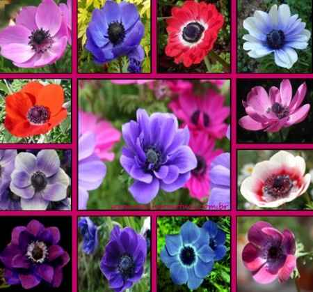 anemonas