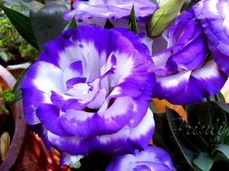 lisianthus