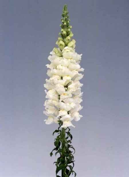snapdragon