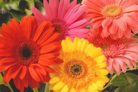 gerberas