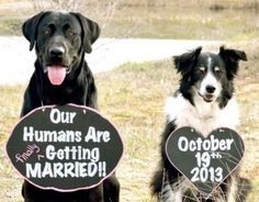 save the date mascotas