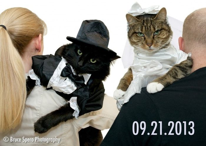 save the date mascotas