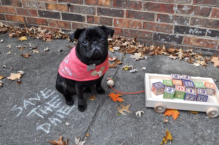 save the date mascotas