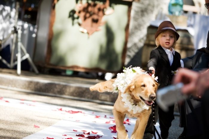 dogs in weddings
