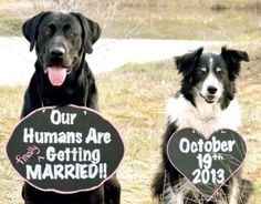 save the date mascotas