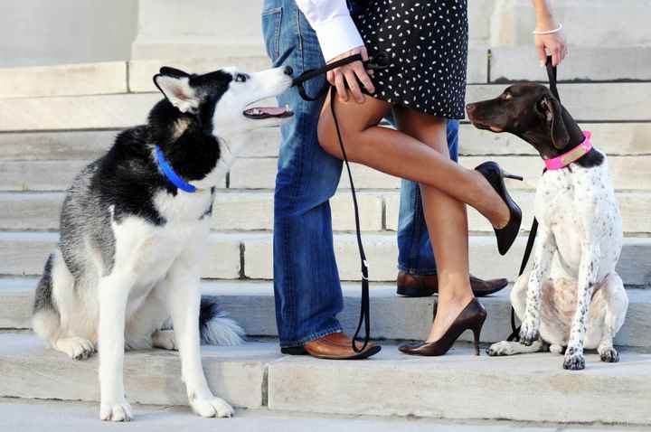 save the date mascotas