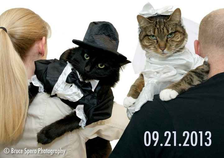 save the date mascotas