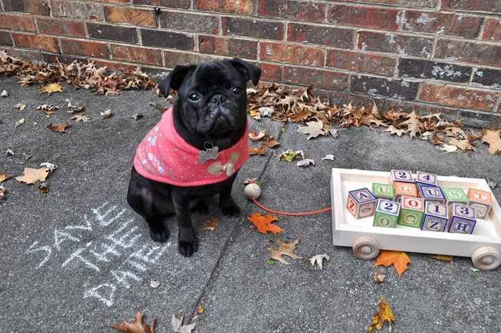 save the date mascotas