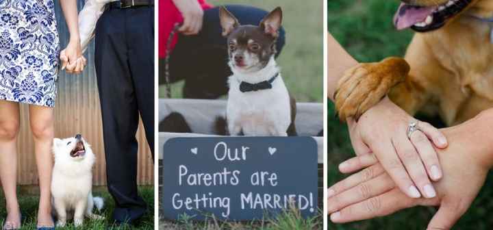 save the date mascotas