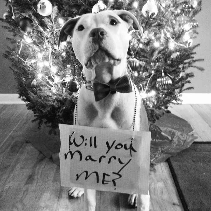 Use your pet to propose.